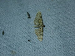 Eupithecia pulchellata