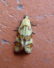 Phtheochroa vitellinana