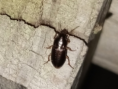 Selenophorus