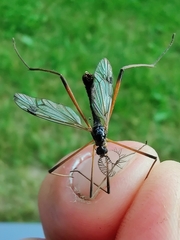 Dictenidia