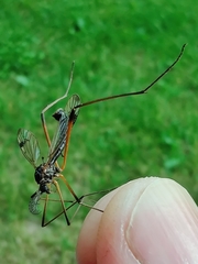 Dictenidia