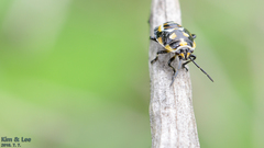Eurydema