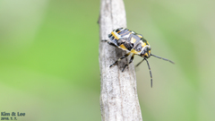 Eurydema