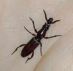 Amorphocephala coronata