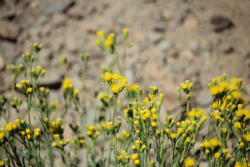 Kruiskruid van Santiago (Senecio santiagoensis)