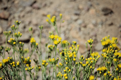 Senecio santiagoensis