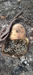 Pisolithus thermaeus