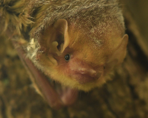 Eastern Red Bat photographed in Texas
