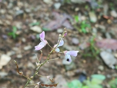 Desmodium psilophyllum