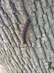 Lymantria dispar