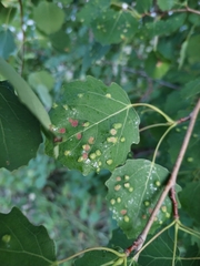 Aceria varia
