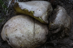 Butyriboletus abieticola