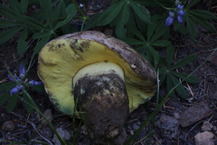 Butyriboletus abieticola