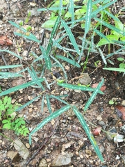 Desmodium psilophyllum