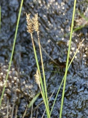 Carex exilis