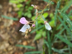 Desmodium psilophyllum