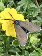 Ctenucha virginica