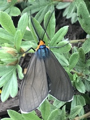Ctenucha virginica