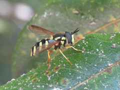 Chrysotoxum intermedium