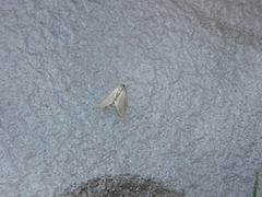 Acentria ephemerella