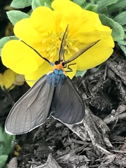Ctenucha virginica