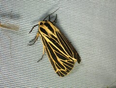 Apantesis virguncula