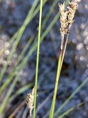 Carex exilis