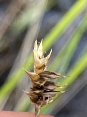 Carex exilis