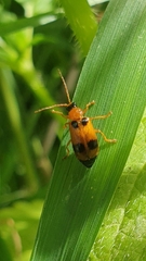 Phyllobrotica