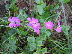 Dianthus seguieri