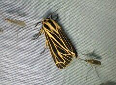 Apantesis virguncula