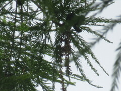 Taxodium distichum