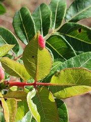 Forda marginata