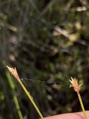 Carex exilis