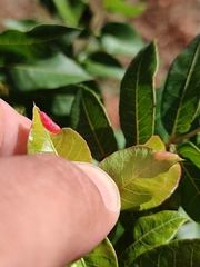 Forda marginata