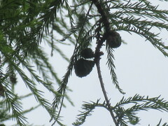 Taxodium distichum