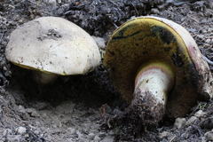 Caloboletus frustosus