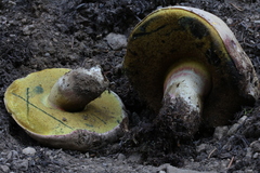 Caloboletus frustosus