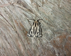 Apantesis virguncula