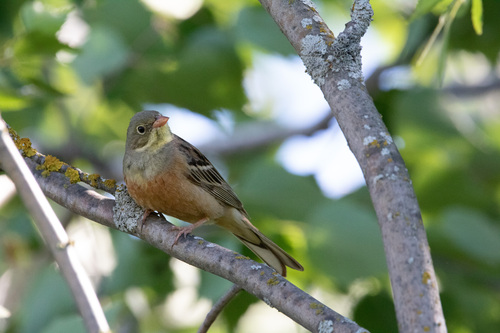 Escribano hortelano (Emberiza hortulana)