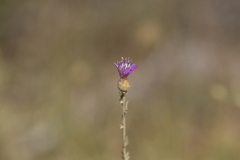 Centaurea cristata