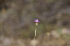 Centaurea cristata