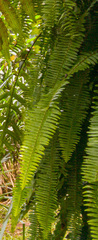 Polypodiopsida