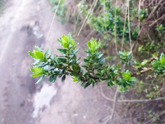 Monticalia arbutifolia