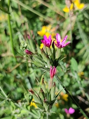 Dianthus armeria