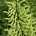 Cheilanthes viridis viridis - Photo (c) fayne, alguns direitos reservados (CC BY-NC)