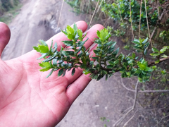 Monticalia arbutifolia