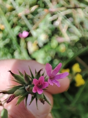 Dianthus armeria