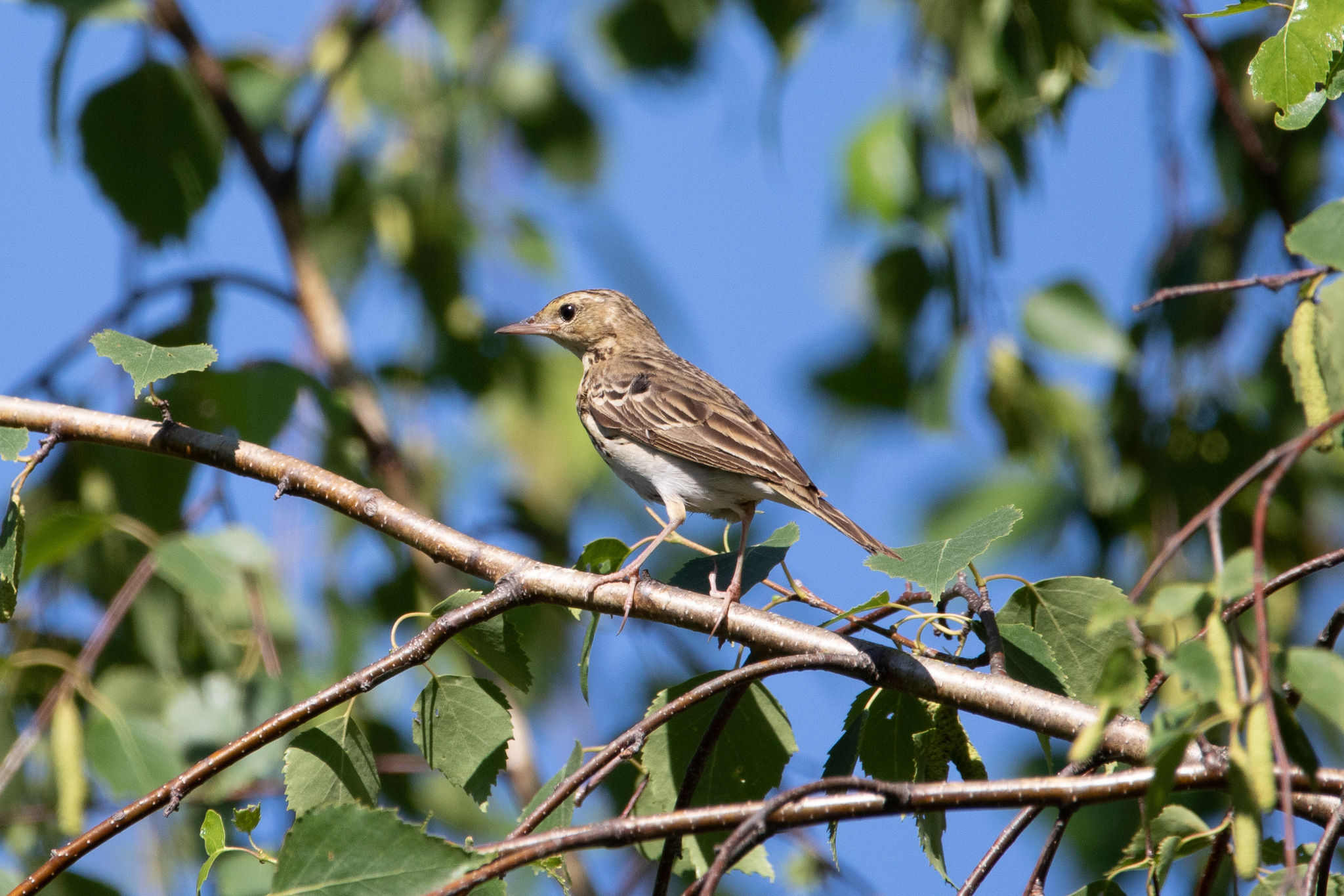 Tree Pipit