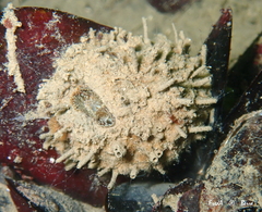 Arcuatula senhousia